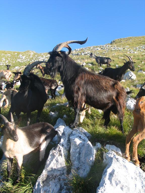 Tourist Farm Zvanc 科巴里德 外观 照片